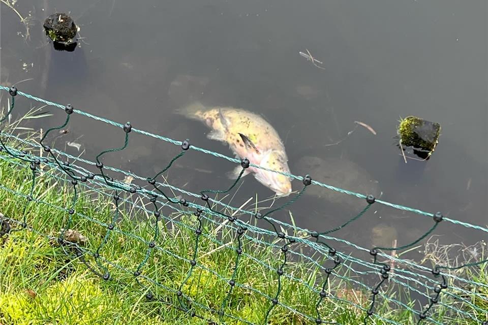 Fische in der Schloss-Gräfte in Raesfeld verendet 