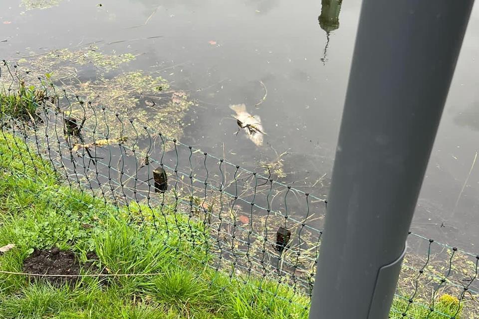 Fische im Schlossteich in Raesfeld starben wohl an Schwäche