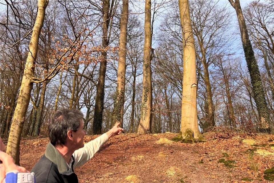 Leserbrief: Nachruf auf einen imposanten Baum 