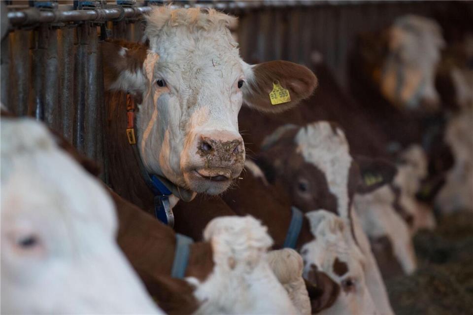 Jüngster BHV1-Ausbruch in Ahle soll ein Einzelfall sein