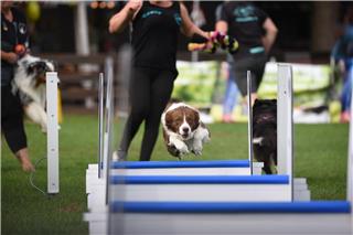 Deutsche Meisterschaft im Hundesport Flyball