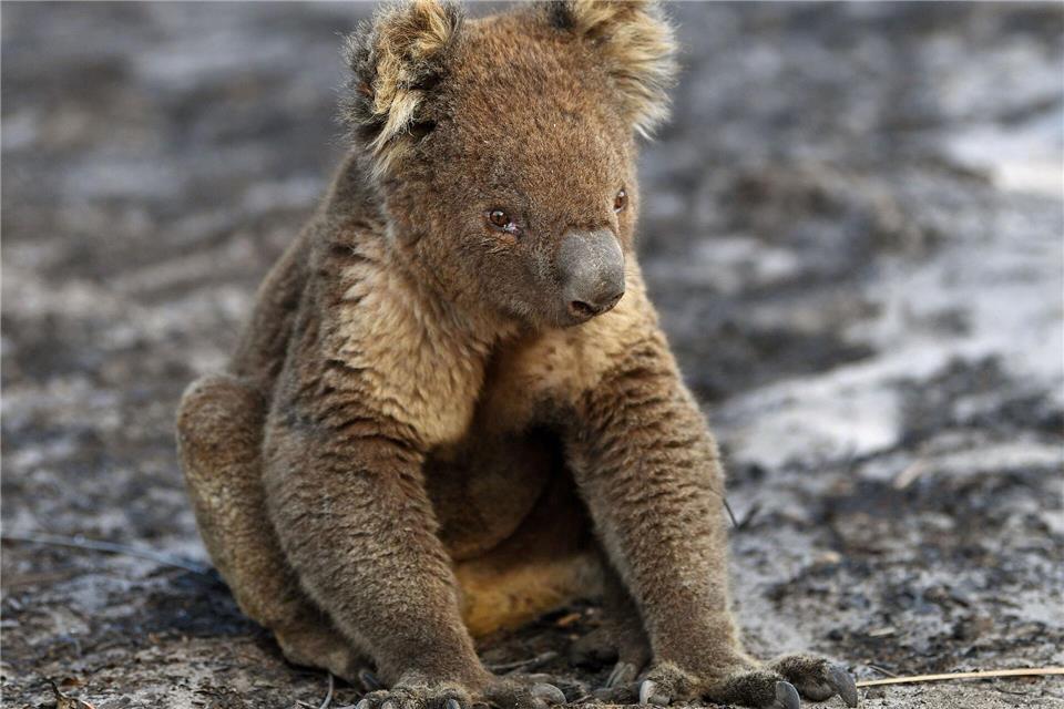 Bilder von Koalas mit angesengten Pfoten gingen um die Welt. (Archivbild)David Mariuz/AAP/dpa