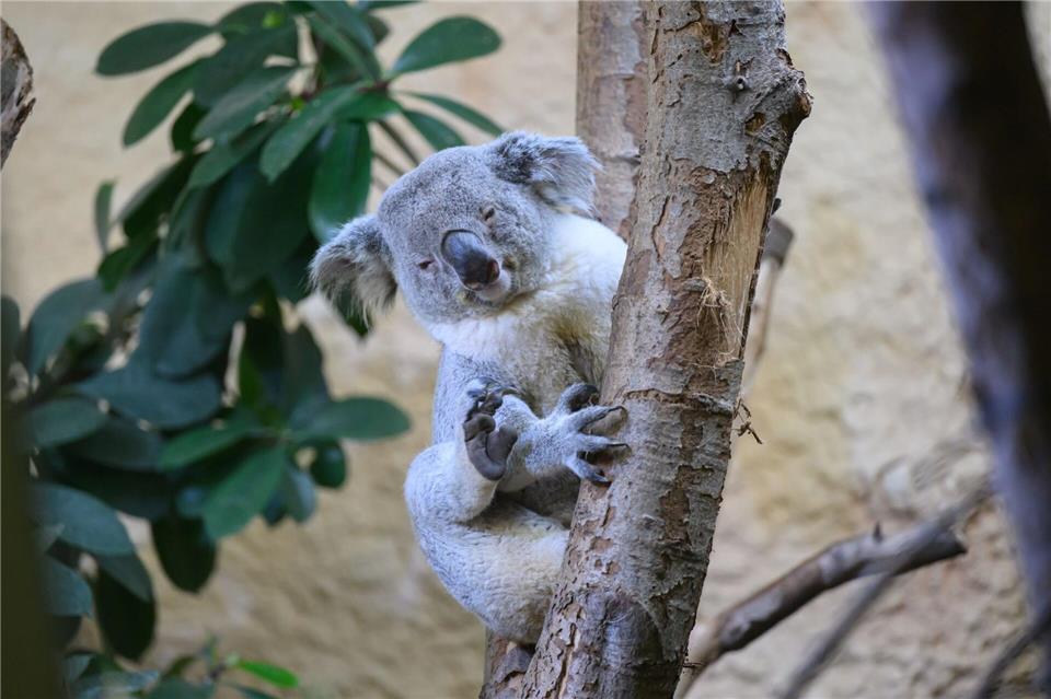Bin der Neue: Kamaroo klettert im Zoo in Dresden an einem Stamm. Das Koala-Männchen kam gerade aus Duisburg an die Elbe.Robert Michael/dpa