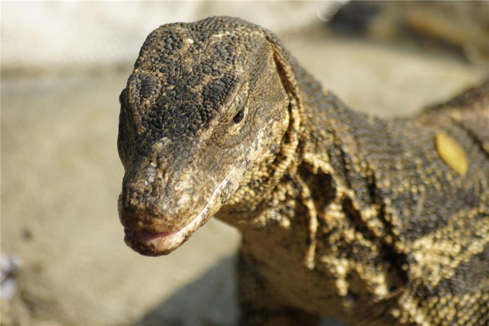 Bindenwarane bevölkern die Erde sei Millionen von Jahren.Carola Frentzen/dpa