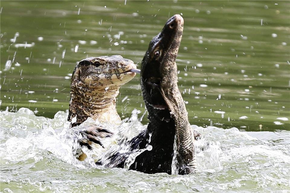 Bindenwarane halten sich besonders gern im Wasser auf. (Archivbild)picture alliance / dpa