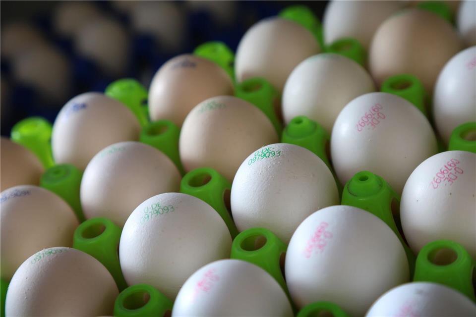 Bio-Eier sind besonders gefragt. (Symbolbild)Karl-Josef Hildenbrand/dpa