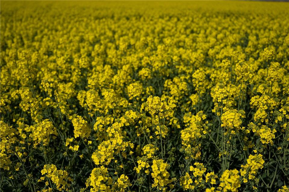 Biodiesel aus heimischem Raps leistet aus Sicht des Hessischen Bauernverbands einen Beitrag zur Vesorgungssicherheit.Florian Wiegand/dpa