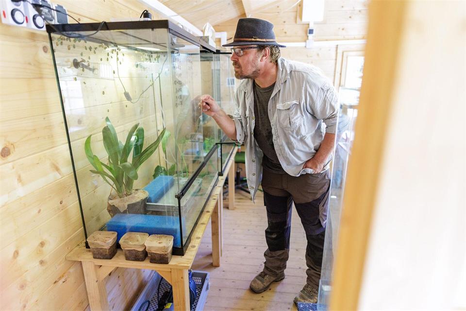 Biologe Peter Maciej schaut sich frisch gewandelte Jungfrösche des Europäischen Laubfroschs (lat. Hyla arborea) in einem Terrarium im Bildungshaus Modexen in Brakel an.David Ebener/dpa