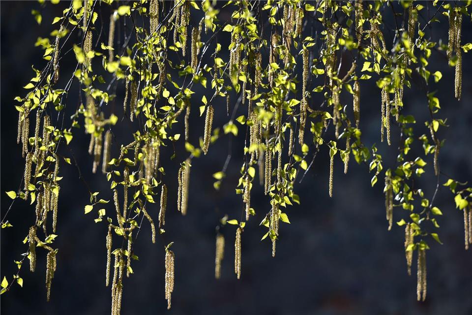 Birken zählen zu den Bäumen, deren Pollen am häufigsten Allergien auslösen. Patrick Pleul/dpa/dpa-tmn