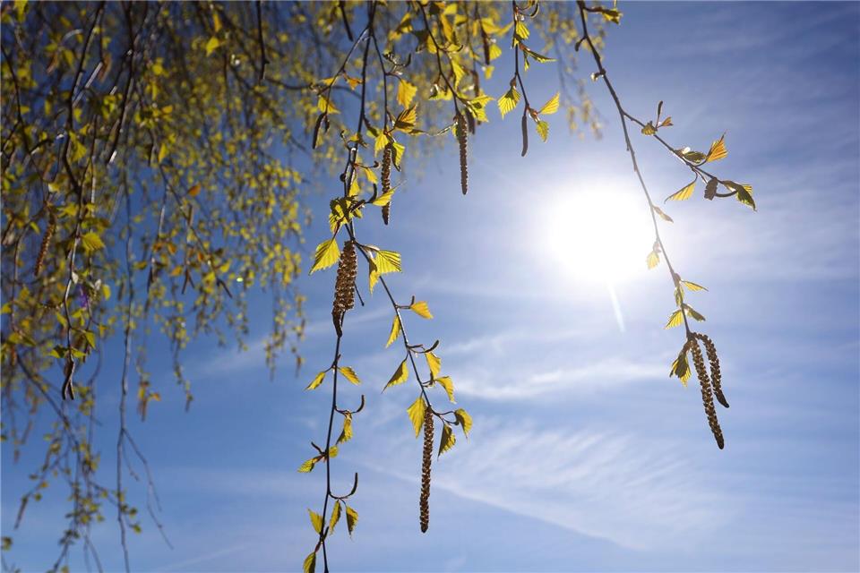 Birkenpollen können teils Hunderte Kilometer weit getragen werden. (Archivbild)Karl-Josef Hildenbrand/dpa