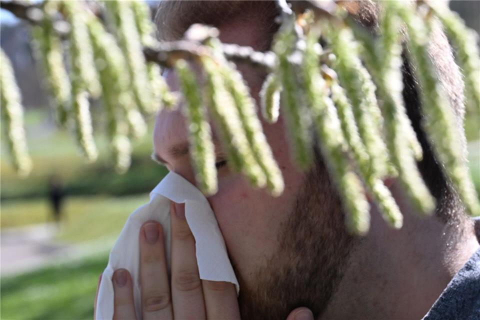 Birkenpollen sind nun auf dem Saisonhöhepunkt. (Symbolbild)Bernd Weißbrod/dpa