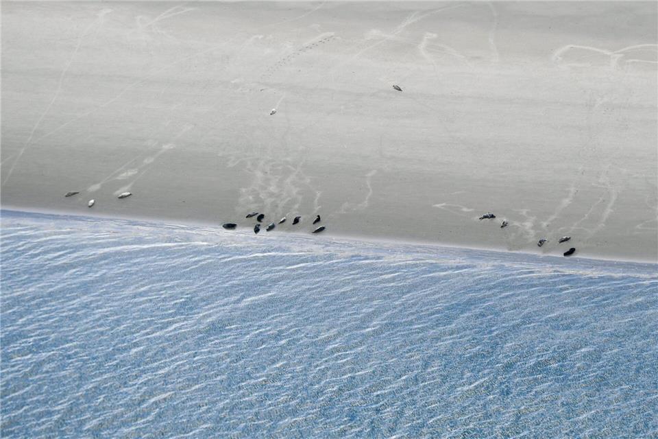 Bis 1974 durften Seehunde im niedersächsischen Wattenmeer gejagt werden. Lennart Stock/dpa