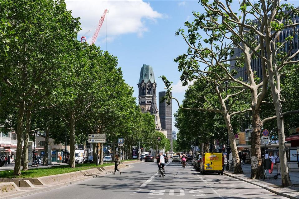 Bis 2040 muss sich laut Gesetz die Zahl der Bäume in Berlin mehr als verdoppeln. (Archivbild)Jens Kalaene/dpa-Zentralbild/dpa