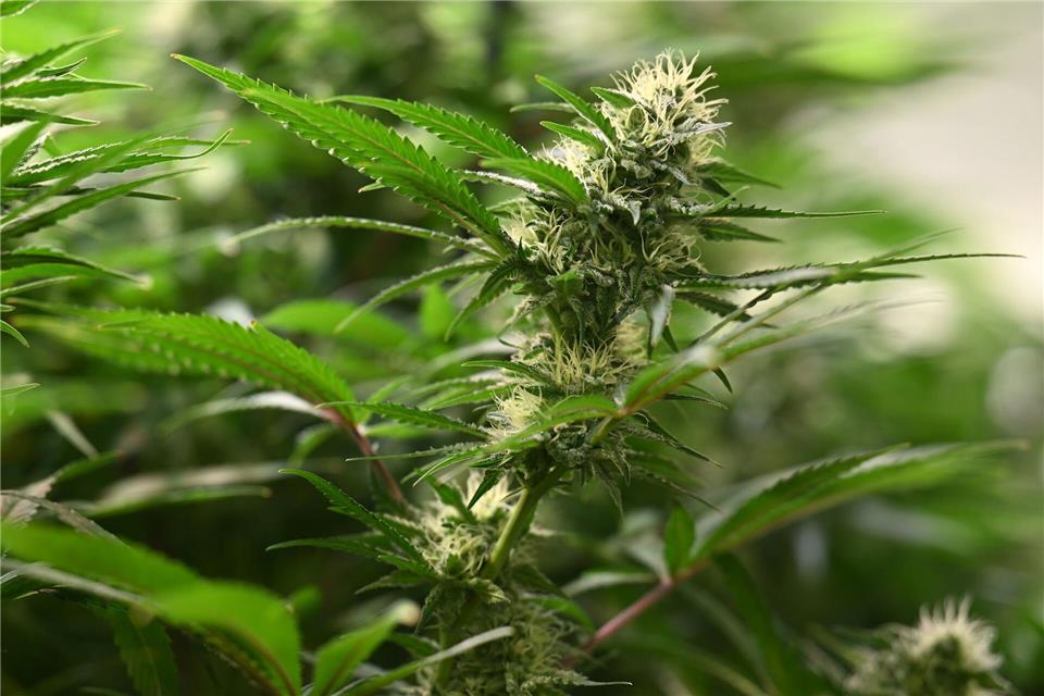 Bis Cannabis wächst und abgegeben werden kann, gibt es viele bürokratische Hürden. (Archivbild)Martin Schutt/dpa