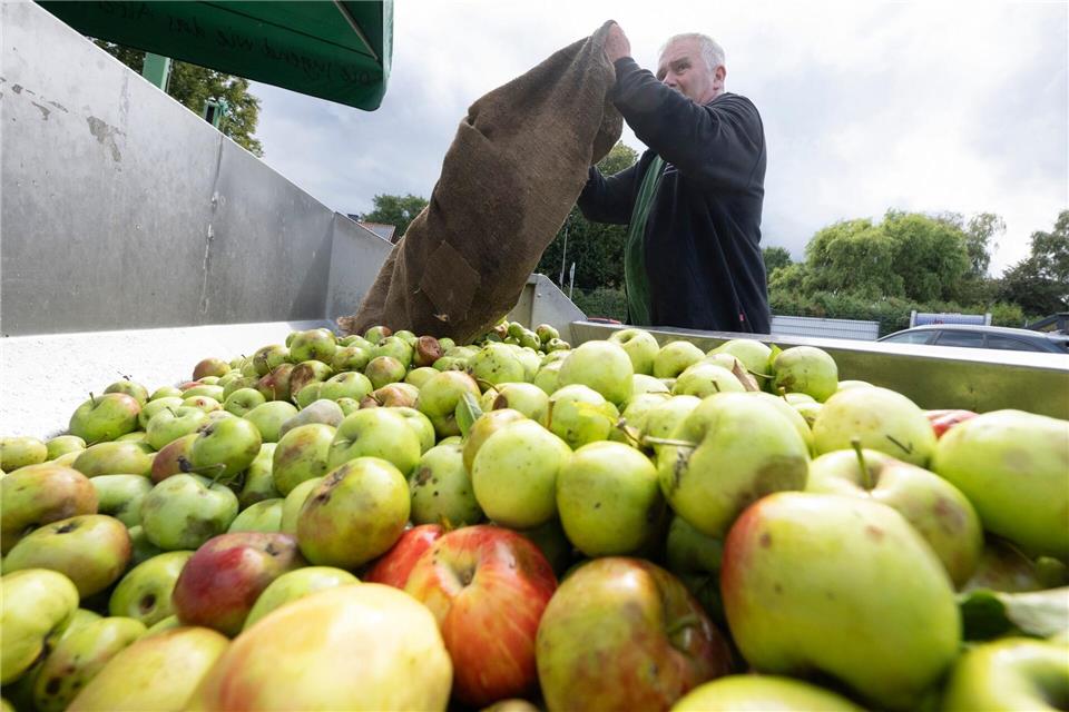 Hessische Keltereien starten Apfelernte mit Optimismus Bis Ende Oktober geht die Ernte. Boris Roessler/dpa