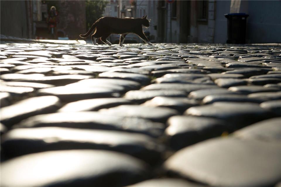 Bis Mitte Juli wollen Ninis Besitzer die Katze abholen. (Symbolbild)Sebastian Kahnert/ZB/dpa
