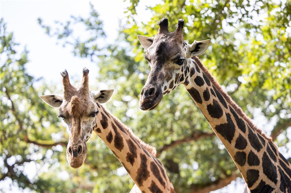 Bis Montag lebten noch zwei Rothschild-Giraffen im Erlebnis-Zoo Hannover. (Archivbild)Michael Matthey/dpa