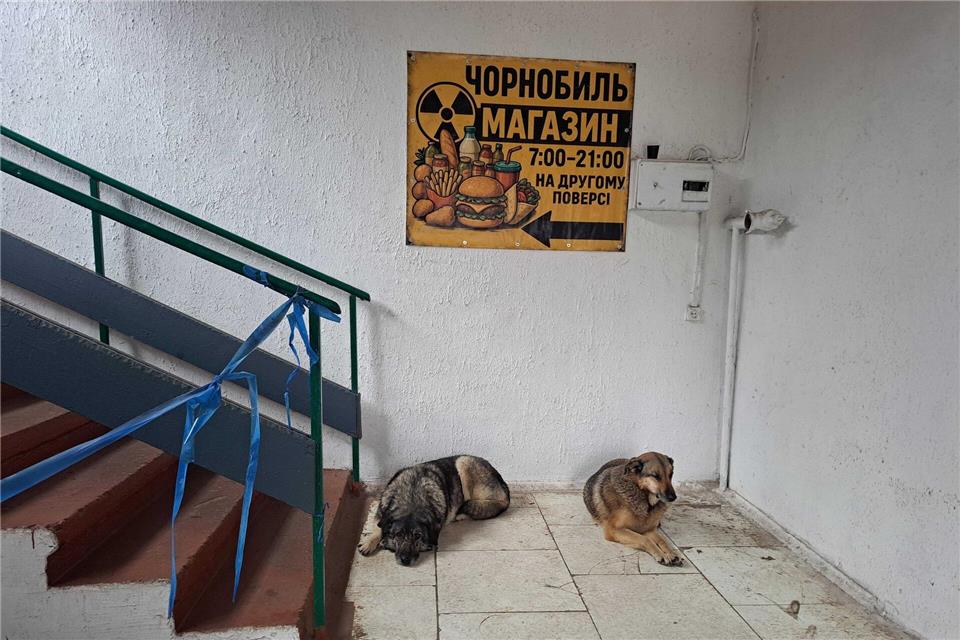 Bis heute gibt es in Tschernobyl eine Population von Straßenhunden. Andreas Stein/dpa