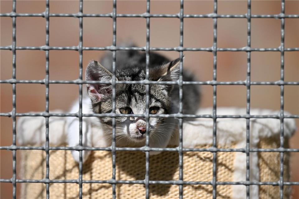 Bis in den November 2025 waren Fördermittel für den Tierschutz blockiert. Martin Schutt/dpa