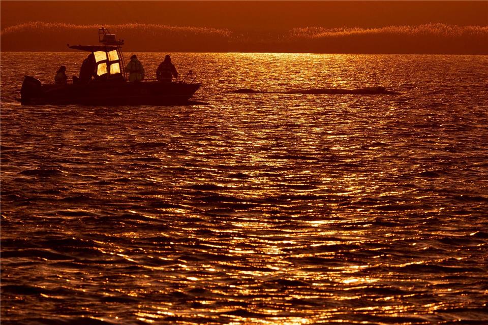 Bis in die Abendstunden arbeiteten die Helfer am Wal.Jens Büttner/dpa