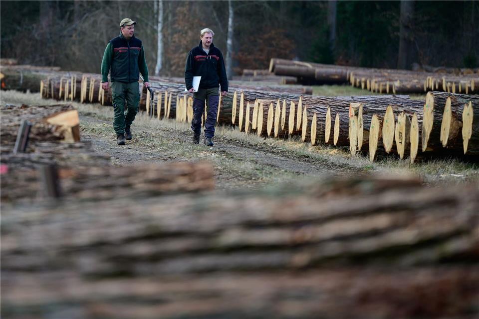 Bis kommenden Mittwoch können die Hölzer ersteigert werden. Philipp Schulze/dpa