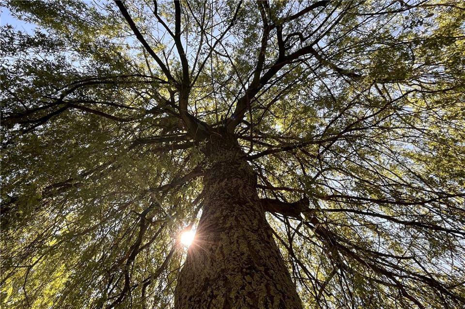 Bis neugepflanzte Bäume so groß werden wie diese Weide im Borkener Stadtpark, dauert es. Mit der Beteiligung an einer Pflanz-Aktion der NRW-Landesregierung will die Stadt nun ein weiteres Zeichen für Klimaschutz und Nachhaltigkeit setzen.