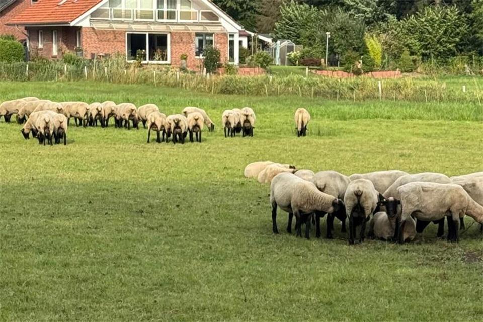 Bis zu dem jüngsten Vorfall führte die Schafherde ein friedliches Leben auf der Weide an der Dinkel.