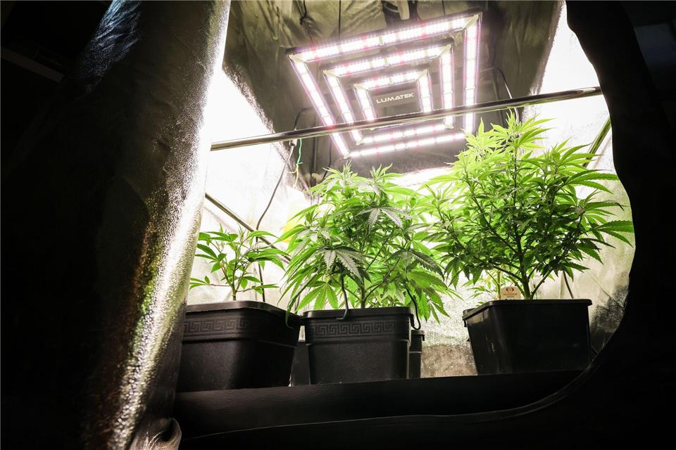 Bis zu drei Cannabispflanzen dürfen Erwachsene zu Hause für den Eigenbedarf züchten. (Archivbild)Christian Charisius/dpa