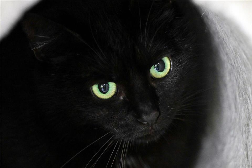 Bis zum 1. November dürfen im städtischen Tierheim der katalanischen Gemeinde keine schwarzen Katzen vermittelt werden. (Symbolbild)Soeren Stache/dpa