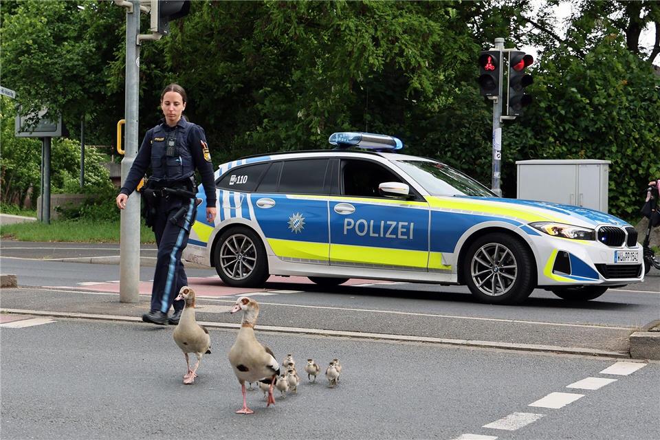 Bis zum Aschaffenburger Mainufer begleiteten die Beamten die Gänse.Ralf Hettler/dpa