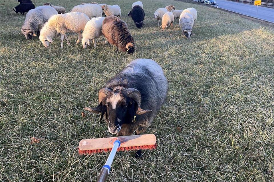 Bis zum Eintreffen des Eigentümers kümmerte sich die Polizei um die Tiere.-/Polizeiinspektion Pegnitz/dpa