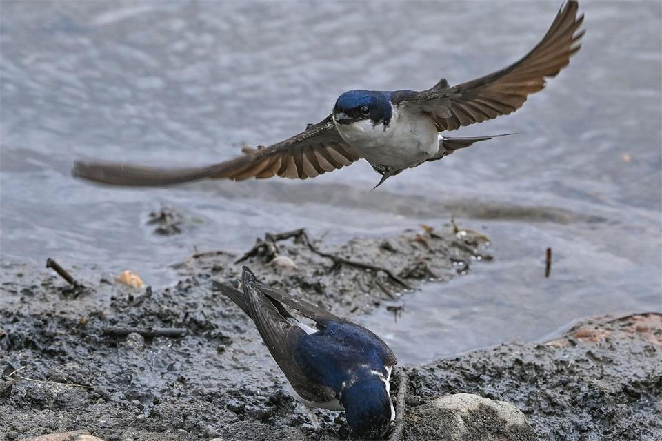 Bisher führt die Mehlschwalbe bei der Wahl zum „Vogel des Jahres“. (Symbolbild)Patrick Pleul/dpa