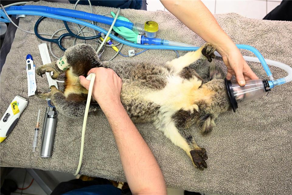Australien lässt Impfstoff gegen tödliche Koala-Krankheit zu Bisher konnten Tierärzte den ikonischen Beuteltieren oft nicht helfen - der Impfstoff soll das ändern.Darren England/AAP/dpa
