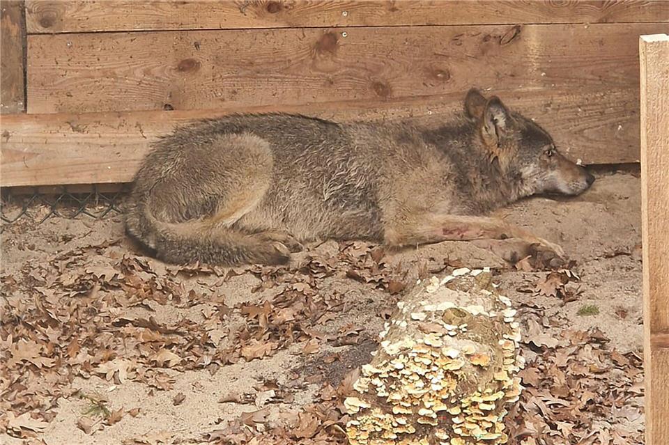 Bisher konnten weder der Wolf noch das Halsband mit seinem Sender gefunden werden. (Archivbild)Umweltbehörde Hamburg/dpa