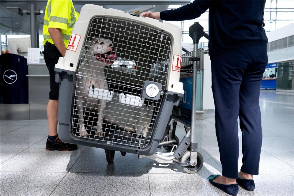 Bislang müssen größere Hunde in Transportboxen. (Symbolbild)Sven Hoppe/dpa