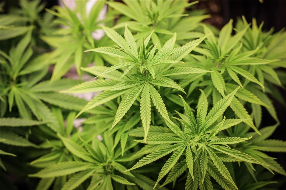 Bislang sind erst 13 Cannabis-Anbauvereinigungen in Hamburg zugelassen worden. (Archivbild) Christian Charisius/dpa
