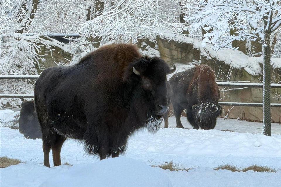 Bisons stehen im Tierpark Hagenbeck im Schnee. -/Tierpark Hagenbeck/dpa