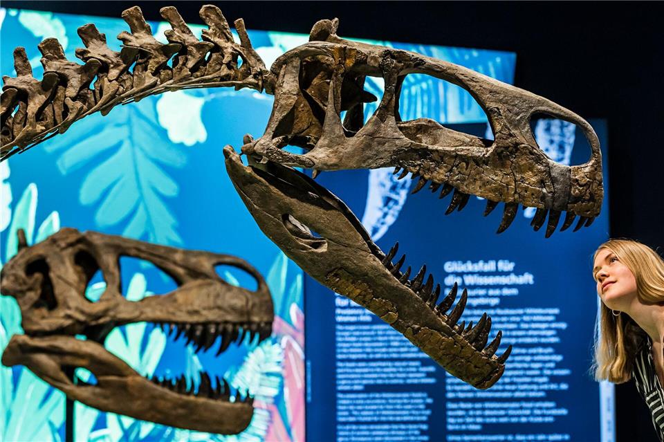 Bitte recht freundlich: Eine Mitarbeiterin betrachtet ein Modell eines weiteren Giganten der Urzeit: Der Wiehenvenator. Lars Berg/dpa