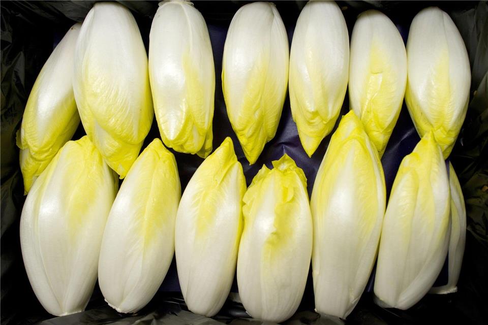 Bitterstoffe fördern die Verdauung: Chicorée, Endivien und Radicchio sind besonders reich an diesen sekundären Pflanzenstoffen.picture alliance / ZB
