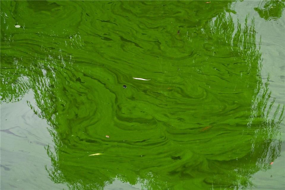 Blaualgen bilden meist grüne oder blaugrüne Ablagerungen auf dem Wasser. (Symbolbild)Jens Kalaene/dpa