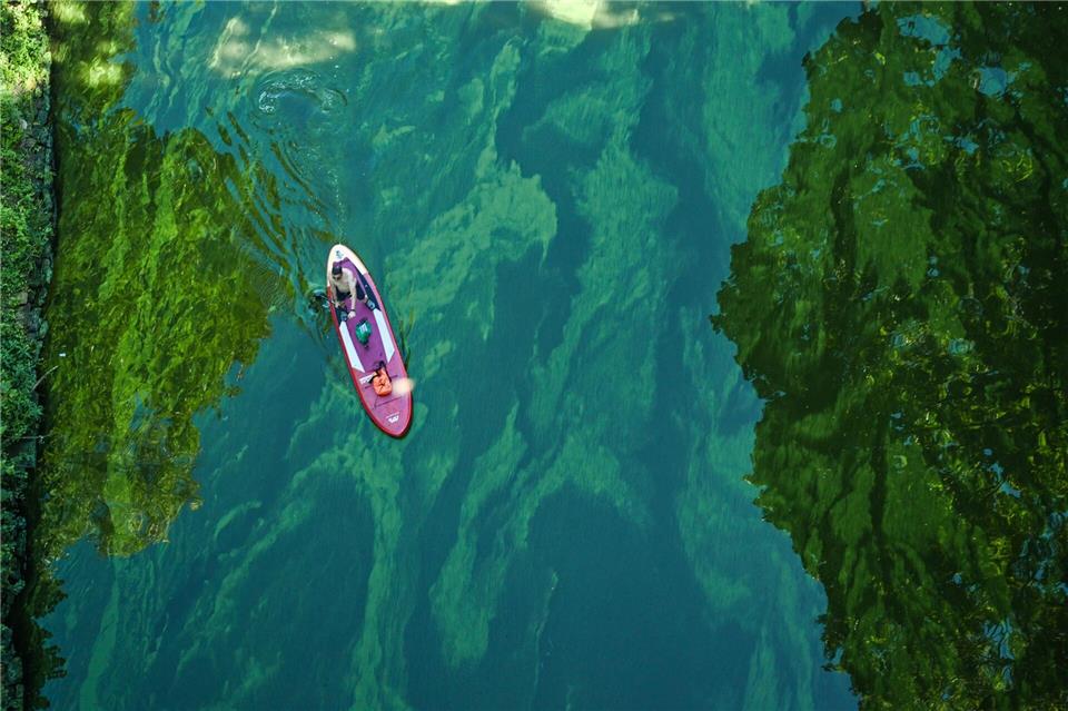 Blaualgen erkennt man an einem grün-bläulichen, oft öligen Film auf der Wasseroberfläche. Das Wasser kann trüb oder schlammig wirken, manchmal wie eine grüne Suppe. (Archivbild) Soeren Stache/dpa