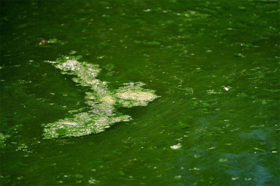Blaualgen - hier zu sehen in einem Baggersee in Bayern - können gefährlich sein. (Illustration)Nicolas Armer/dpa