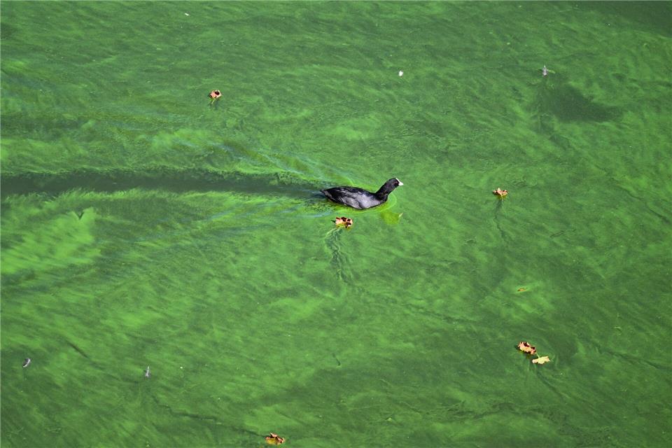 Blaualgen können allergische Reaktionen hervorrufen. (Symbolbild)Soeren Stache/dpa