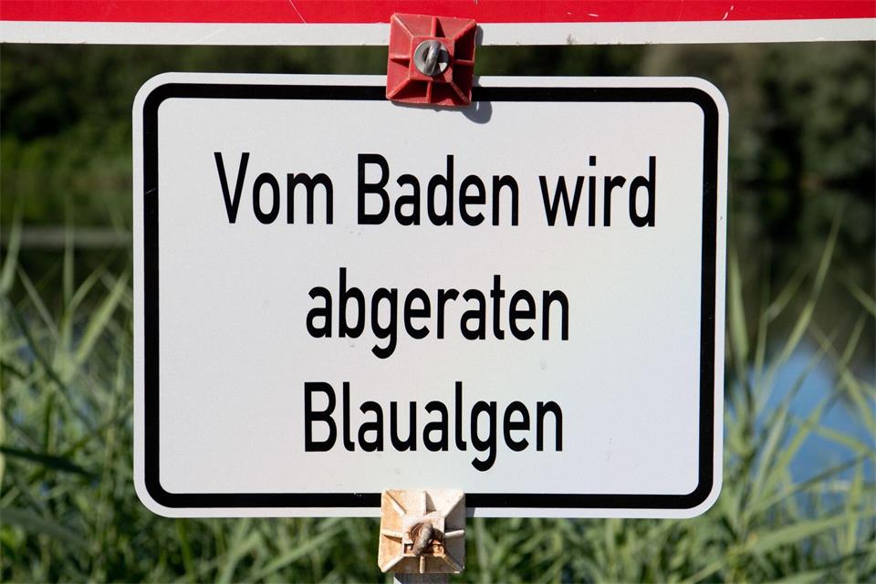 Blaualgen können bei Kontakt zu Hautreizungen, Übelkeit, Durchfall und anderen Beschwerden führen. (Symbolbild)Julian Stratenschulte/dpa