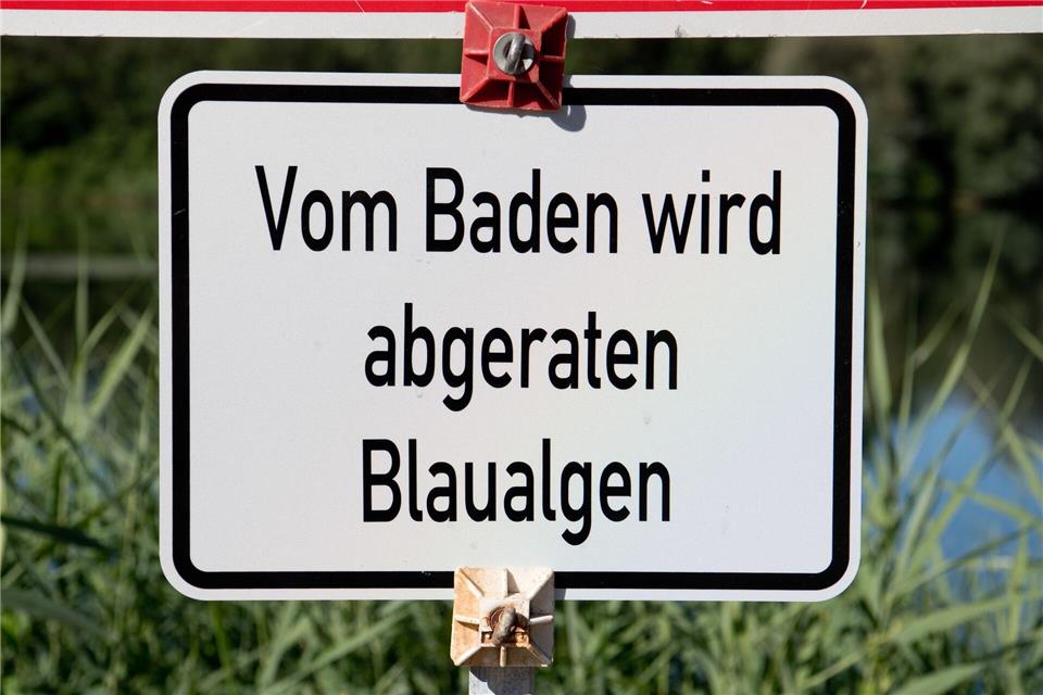 Blaualgen können sich bei den sommerlichen Bedingungen an der Ostsee besonders gut vermehren. (Archivbild)Julian Stratenschulte/dpa