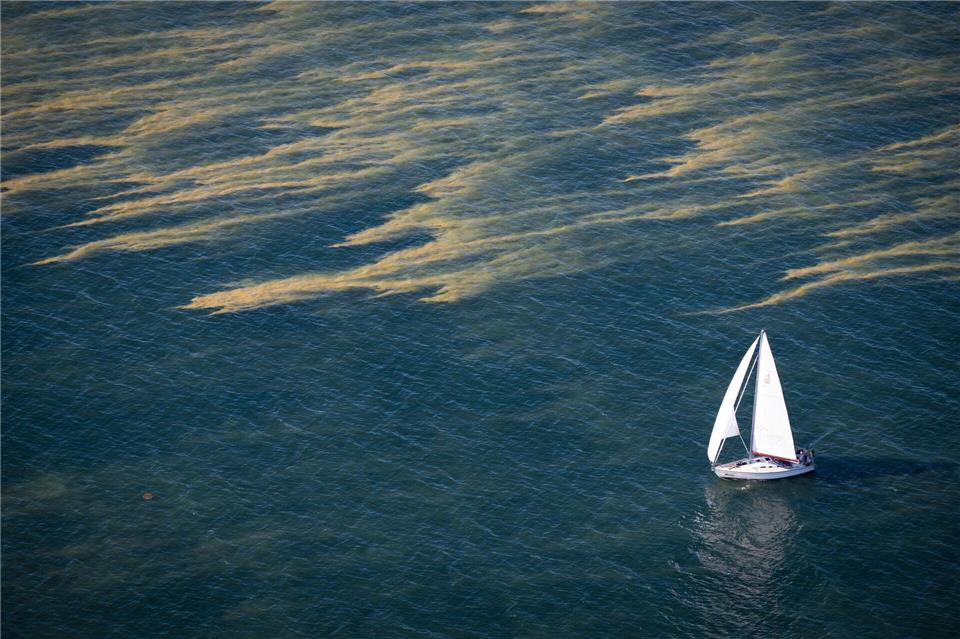 Blaualgenteppiche erstrecken sich über Teile der Ostsee.Philip Dulian/dpa