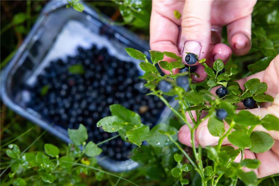 Blaubeeren werden gern in Thüringens Wäldern gesammelt. (Archivbild)Michael Reichel/dpa-Zentralbild/dpa