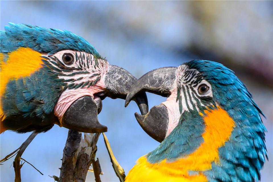 Blaukehlaras sitzen in der neuen Vogelwelt im Zoo Leipzig auf einem Ast. Hendrik Schmidt/dpa