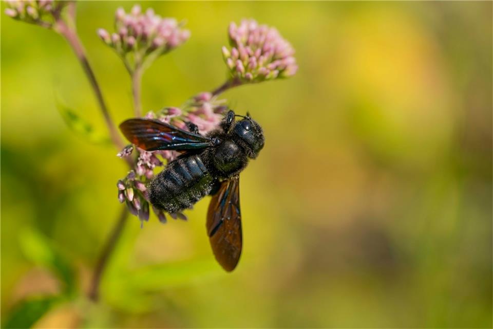 Blauschwarze Holzbienen zählen zu den größten Wildbienen in Deutschland.