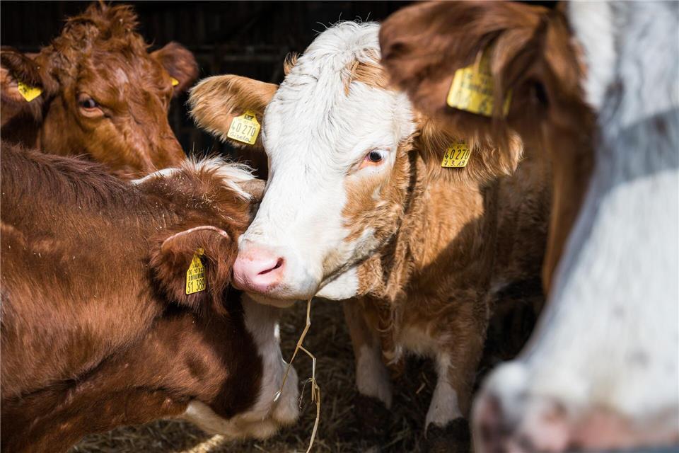 Blauzungenkrankheit bei Rindern - eine freiwillige Impfung dagegen wird vom Land Rheinland-Pfalz bezuschusst. (Symbolbild)Oliver Dietze/dpa